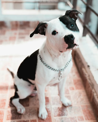 Before pet portrait example 1